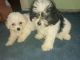 Maltipoo Puppies for sale in 11111 Clark Rd, Houston, TX 77076, USA. price: NA