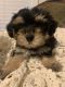 Maltipoo Puppies for sale in Fort Worth, TX, USA. price: NA