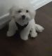 Maltipoo Puppies for sale in North Las Vegas, NV 89030, USA. price: NA