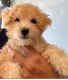 Maltipoo Puppies for sale in Tulare, CA 93274, USA. price: NA