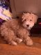 Maltipoo Puppies for sale in Bronx, NY, USA. price: $1,800