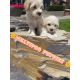 Maltipoo Puppies for sale in Stockton, CA 95207, USA. price: $1,350
