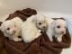 Maltipoo Puppies for sale in New Braunfels, TX, USA. price: NA