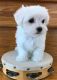 Maltipoo Puppies for sale in Jersey City, NJ, USA. price: $1,050