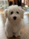 Maltipoo Puppies for sale in Brooklyn, NY 11228, USA. price: NA