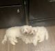Maltipoo Puppies for sale in Longview, TX, USA. price: NA
