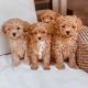 Maltipoo Puppies for sale in San Antonio, TX, USA. price: $680