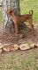 Manchester Terrier Puppies for sale in Ellenwood, GA, USA. price: $200