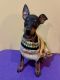 Manchester Terrier Puppies for sale in Sylacauga, AL, USA. price: $120,000