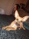 Manchester Terrier Puppies for sale in Houston, Texas. price: $500