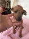 Manchester Terrier Puppies for sale in Phoenix, AZ, USA. price: NA