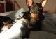 Manchester Terrier Puppies for sale in New York, NY, USA. price: NA