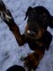 Manchester Terrier Puppies for sale in California St, San Francisco, CA, USA. price: NA