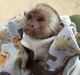 Mangabey Monkey Animals for sale in Los Angeles, CA, USA. price: $800