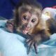 Mangabey Monkey Animals for sale in South Dallas, Dallas, TX, USA. price: $950
