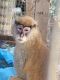 Mangabey Monkey Animals