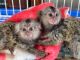 Mangabey Monkey Animals for sale in Bolinas, California. price: $800