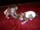 Mangabey Monkey Animals for sale in Berkeley, CA, USA. price: NA