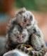 Mangabey Monkey Animals for sale in Belfast, Belfast, Belfast, UK. price: 350 GBP