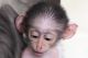 Mangabey Monkey Animals for sale in Long Beach, CA, USA. price: $300