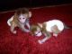 Mangabey Monkey Animals for sale in Austin, TX, USA. price: NA