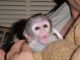 Mangabey Monkey Animals for sale in Belews Creek, NC 27009, USA. price: NA