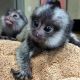 Mangabey Monkey Animals for sale in Washington, WV 26181, USA. price: NA