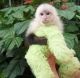 Mangabey Monkey Animals for sale in New York, IA 50238, USA. price: NA