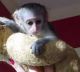 Mangabey Monkey Animals for sale in Texas City, TX, USA. price: NA
