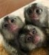 Mangabey Monkey Animals