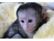 Mangabey Monkey Animals for sale in California City, CA, USA. price: NA