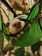 Mangabey Monkey Animals for sale in Loudon, TN 37774, USA. price: NA