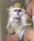 Mangabey Monkey Animals for sale in Dallas, TX, USA. price: $2,500