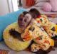 Mangabey Monkey Animals for sale in Seattle, WA, USA. price: NA