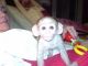Mangabey Monkey Animals for sale in Miami Gardens, FL, USA. price: NA