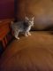 Manx Cats for sale in Lacygne, KS 66040, USA. price: NA