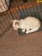 Manx Cats for sale in Auburn, WA, USA. price: $300
