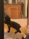 Manx Cats for sale in Reno, NV, USA. price: $150