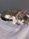 Manx Cats for sale in 2735 W Yale Ave, Anaheim, CA 92801, USA. price: $150