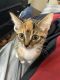 Manx Cats for sale in San Diego, CA 92114, USA. price: $325