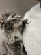 Manx Cats for sale in Clayton, NC, USA. price: $75