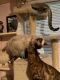 Manx Cats for sale in Houston, TX, USA. price: NA