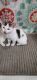 Manx Cats for sale in Brownwood, TX 76801, USA. price: NA