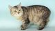 Manx Cats for sale in Mesquite, TX 75180, USA. price: $400
