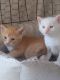 Manx Cats for sale in Riverside, CA, USA. price: $200