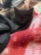 Manx Cats for sale in 126 Union St, Westfield, MA 01085, USA. price: $200