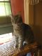 Manx Cats for sale in Ashland, KY, USA. price: NA
