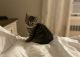 Manx Cats for sale in Gardner, MA, USA. price: NA