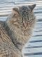 Manx Cats for sale in Cleveland, TX, USA. price: NA