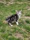 Manx Cats for sale in Winterset, IA 50273, USA. price: NA